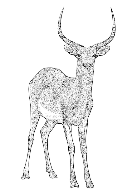 Lechwe, ilustración grabada de ciervos, esquema de arte de línea de animales salvajes africanos