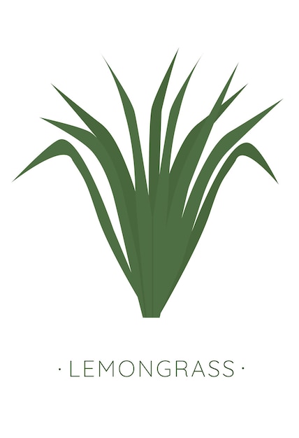 Lemongrass vector ilustración para cosméticos etiquetas productos naturales para el cuidado de la salud