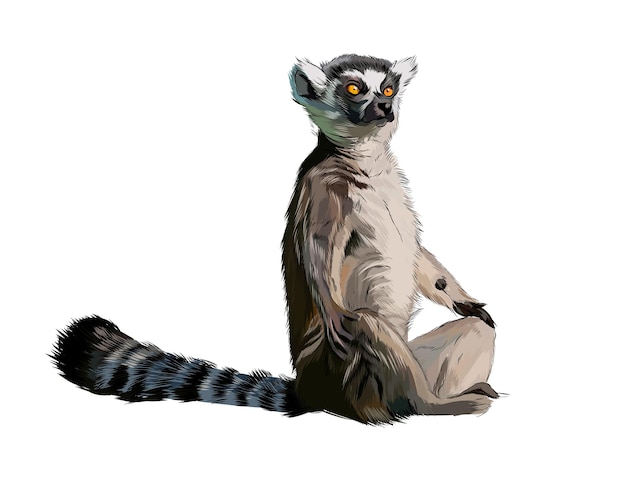 Lemur de un toque de acuarela, dibujo coloreado