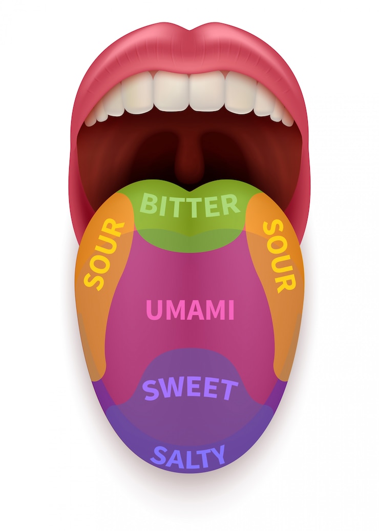 Vector lengua realista con áreas básicas de sabor.