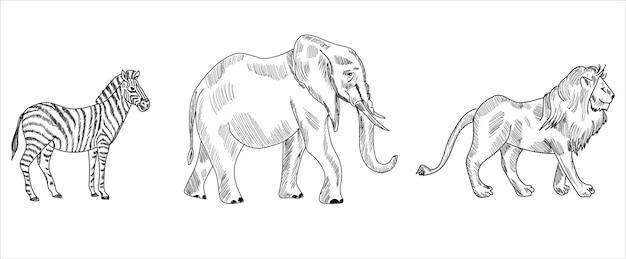 León, cebra, rinoceronte, jirafa, hipopótamo, boceto de elefante dibujo ilustración vectorial