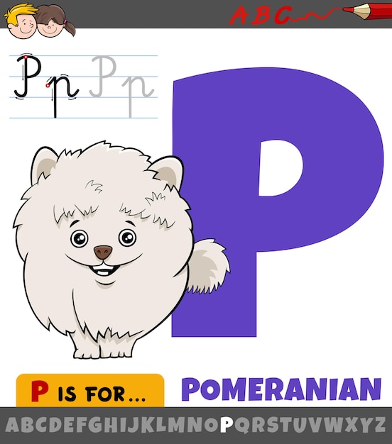 Letra p del alfabeto con personaje de perro pomerania de dibujos animados