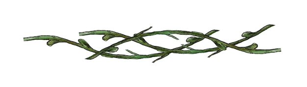 Vector lianas ornamentales de vid entrelazadas ramas elemento de diseño acuarela ramas trenzadas juntas