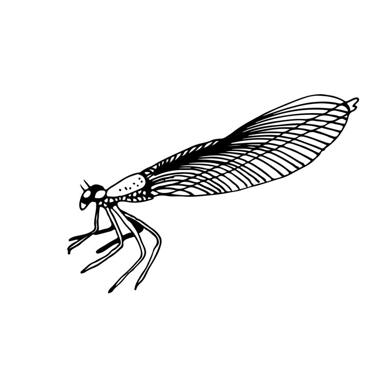 Vector libélula vector ilustración dibujado a mano insecto aislado
