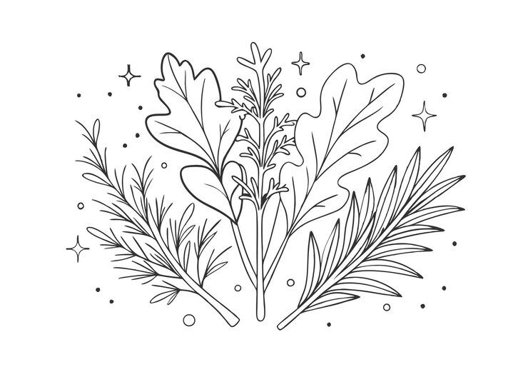 Vector libro para colorear arugula romero espinaca eneldo ilustración botánica de época