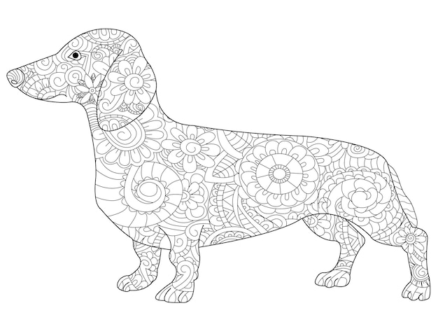 Libro para colorear Dachshund para adultos vector