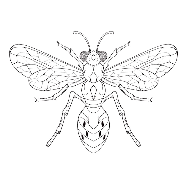 Libro para colorear dibujado a mano Insectos vector ilustraciones dibujadas a mano dibujo grabado tinta línea arte