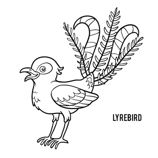 Libro de colorear para niños, lyrebird