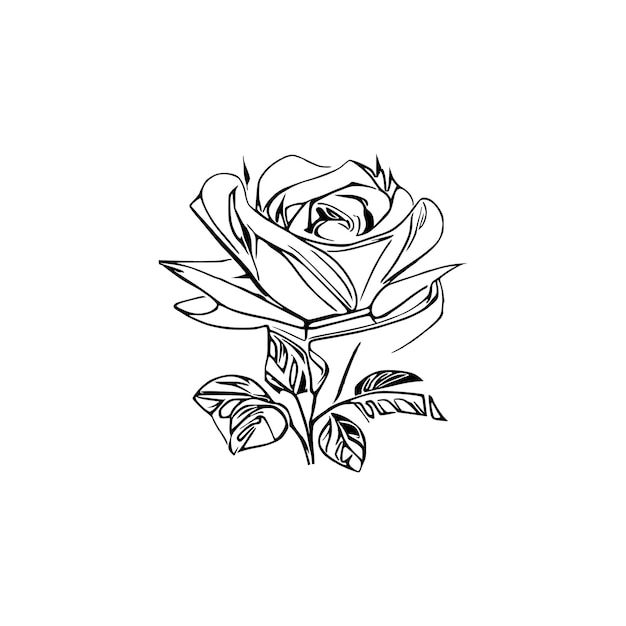 Libro de colorear rosas arte de la página de la línea de la flor rosas dibujadas a mano vector