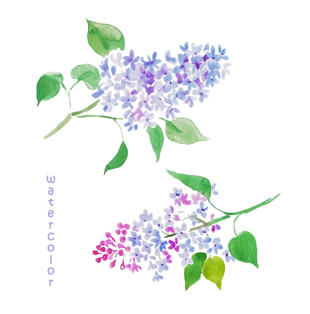 Lila, flores de color púrpura, ramas de lila, flor, floral, botánica, acuarela