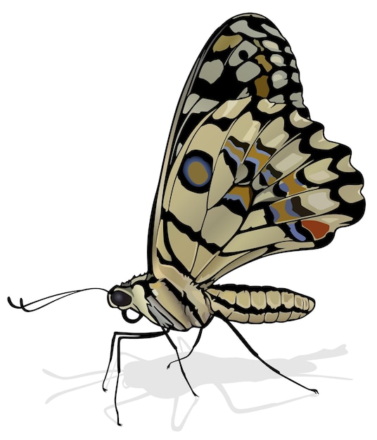 Lima Hermosa mariposa Papilio demoleus