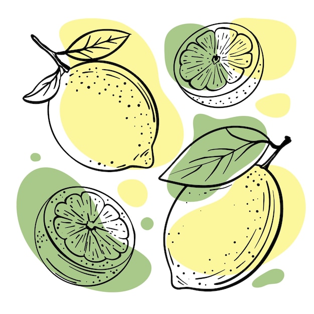 Lima limón deliciosos cítricos para el menú de la tienda y el restaurante dibujados a mano en estilo boceto