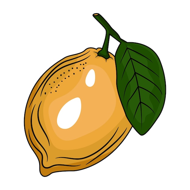 Lima limón con ilustración de vector de dibujo grabado de hoja