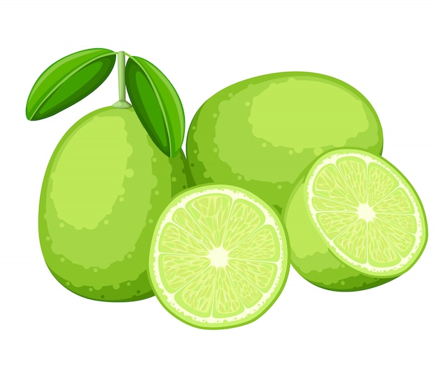 Vector lima y rodajas de limones. ilustración de limas. ilustración para cartel decorativo, producto natural emblema, mercado de agricultores. página web y aplicación móvil