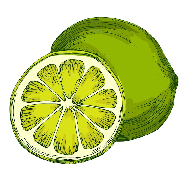 Lime Colorful sketch collection of citrus fruits isolated on white background Doodle hand drawn vegetables Vector illustration