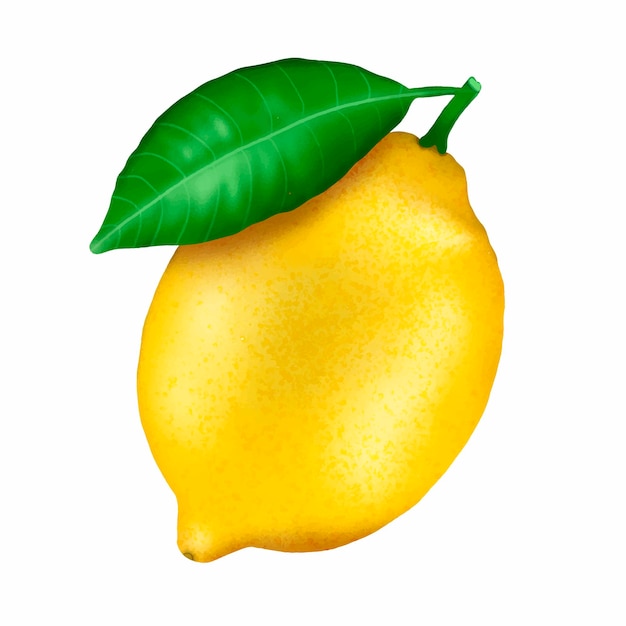Limón amarillo realista dibujado a mano aislado sobre un fondo blanco