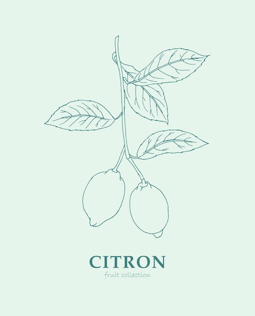 Vector limón citron cítricos línea arte fruta logo frutas boceto doodle dibujado a mano fruta