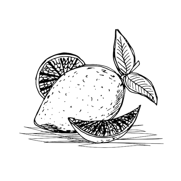 Limón de frutas exóticas dibujado a mano sobre un fondo blanco ilustración de vector de libro de color de alimentos orgánicos