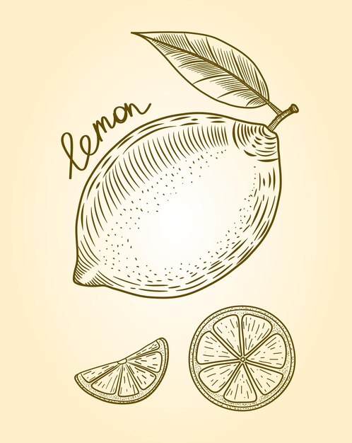 Limón en vector de estilo boceto