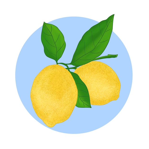 Limones amarillos en una rama Limón Cello
