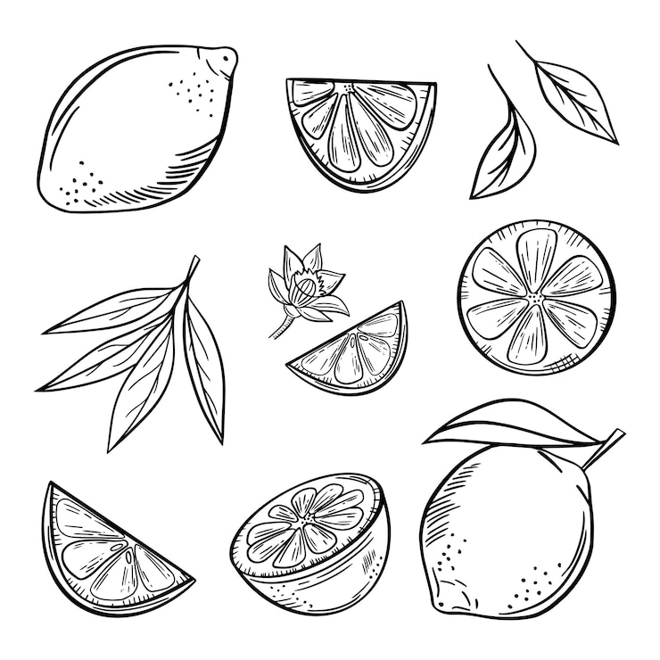 Vector limones conjunto cítricos frutas rodaja de limón entera piezas cortadas hojas de plantas de flores vector dibujado a mano