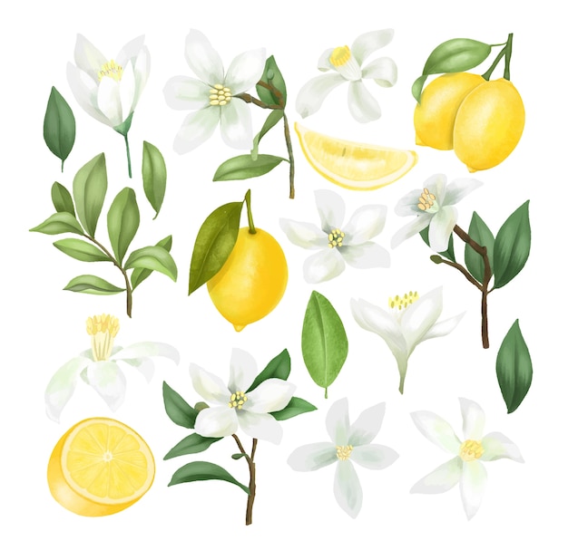 Limones dibujados a mano, ramas de árboles de limón, hojas y imágenes prediseñadas de flores de limón, aisladas sobre fondo blanco