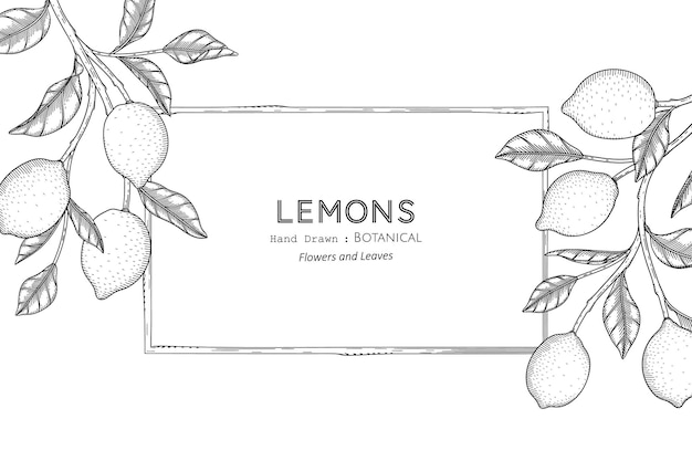 Limones fruta dibujada a mano ilustración botánica con arte lineal.