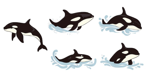 Con una linda ilustración de ballenas asesinas de dibujos animados o orcas vectoriales