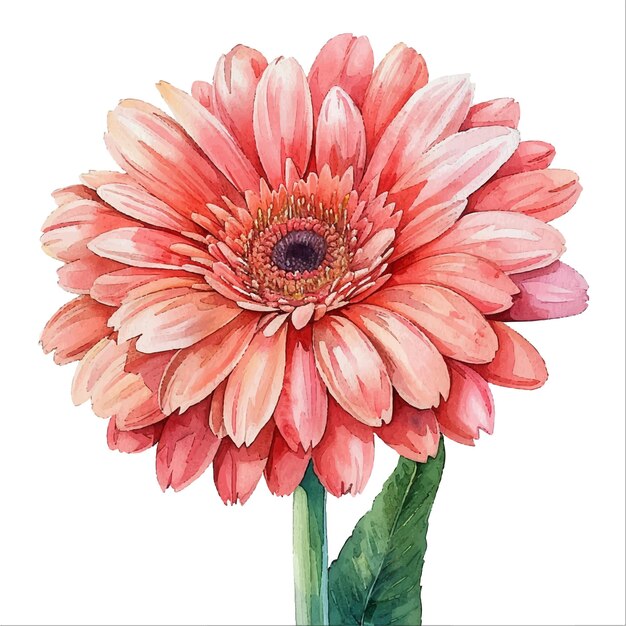 Vector una linda ilustración vectorial de gerbera en estilo acuarela