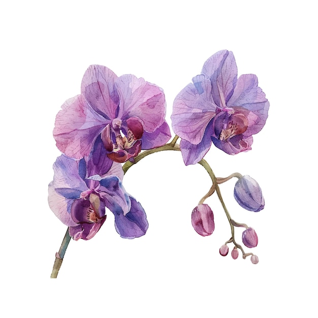 una linda ilustración vectorial de orquídeas en estilo acuarela