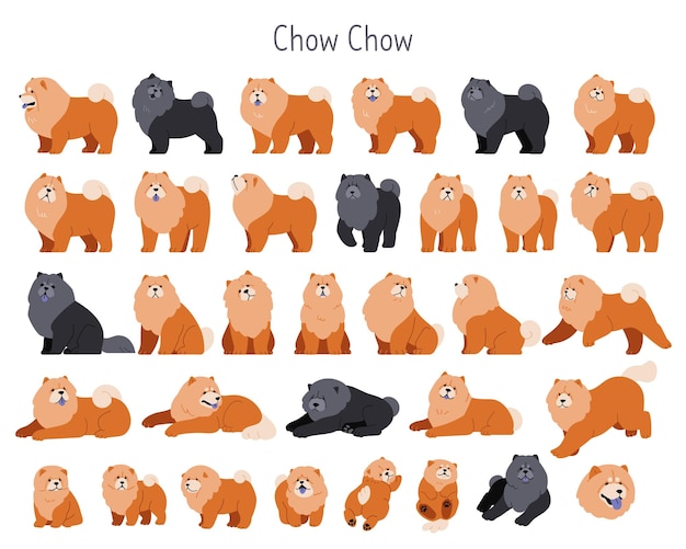 Una linda ilustración vectorial de perros Chow Chow en varias poses