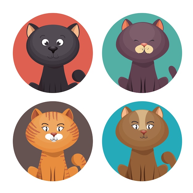 linda tienda de mascotas gatitos