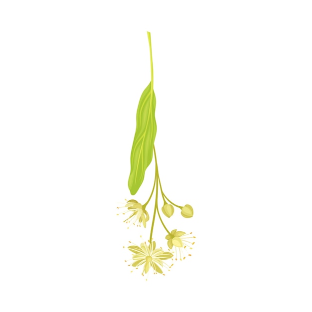 Linden o Tilia Specie con hojas verdes pálidas y flores blancas amarillentas perfumadas Ilustración vectorial de primer plano
