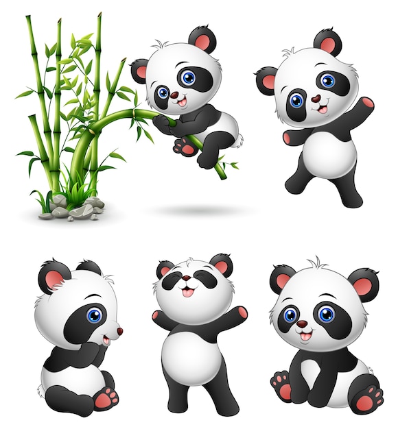 Vector lindo bebé pandas colección