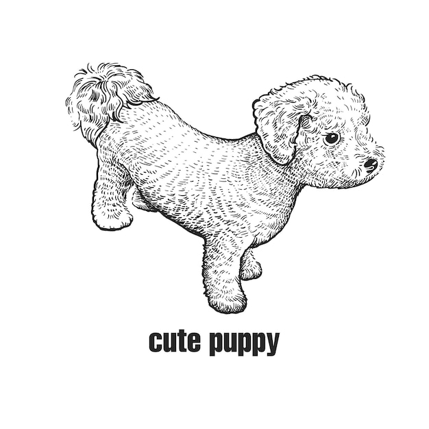 Lindo cachorro Bichon Frise Home pet aislado sobre fondo blanco Sketch Vector ilustración