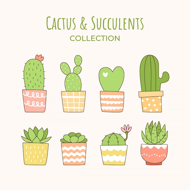 Vector lindo cactus y suculenta colección.