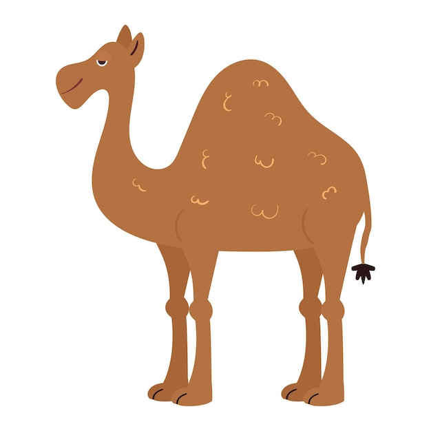 Lindo camello africano