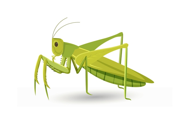 Lindo concepto de saltamontes Insecto verde con muchas patas Vida salvaje y zoología del ecosistema Afiche o pancarta para sitio web Ilustración de vector plano de dibujos animados aislado sobre fondo blanco