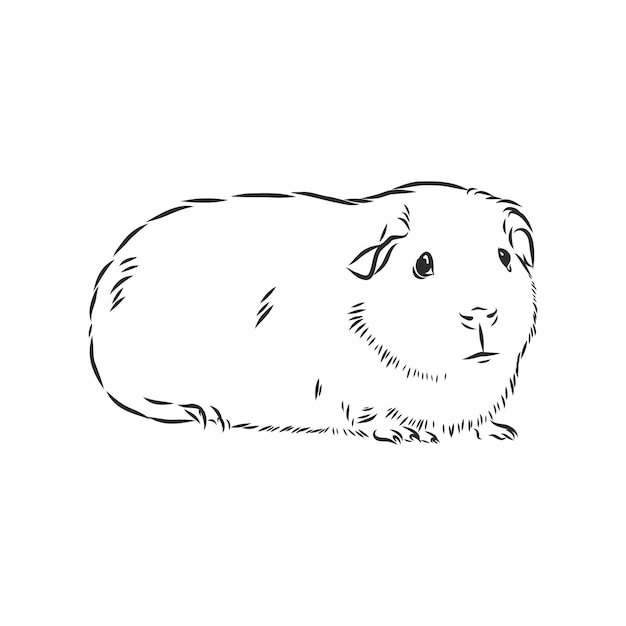 Lindo conejillo de Indias, mascota, ilustración de dibujo vectorial