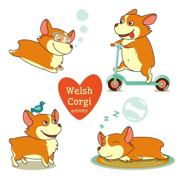 Lindo corgi galés en diferentes poses. actividad divertida de corgi