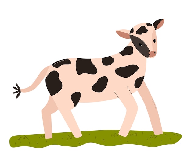Vector lindo dibujo animado bebé vaca de pie en la hierba verde manchado ternero mirando hacia adelante personaje de animal de granja