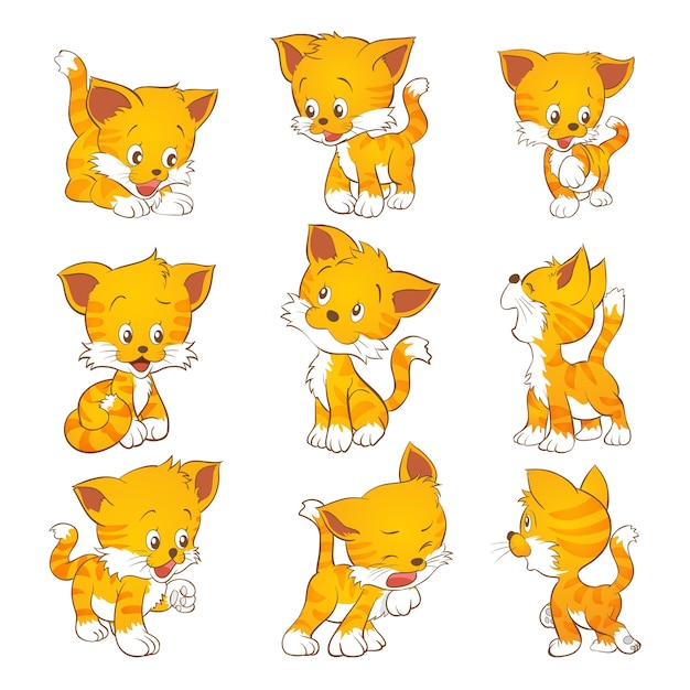 lindo gato amarillo