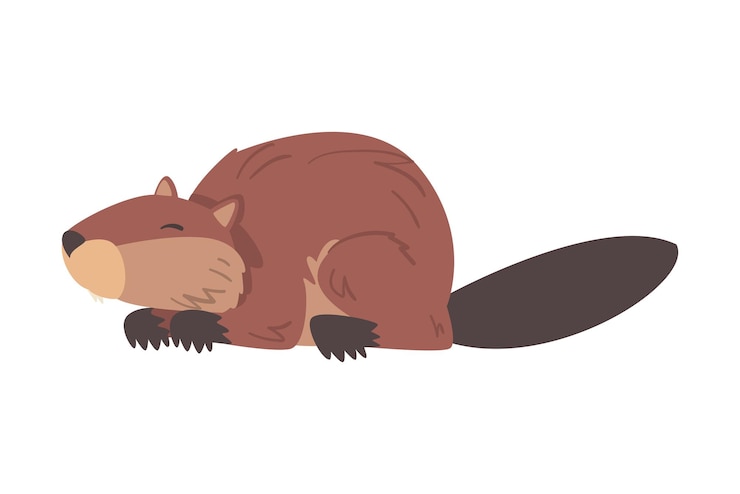 Vector lindo y gracioso castor marrón roedor salvaje animal de dibujos animados ilustración vectorial