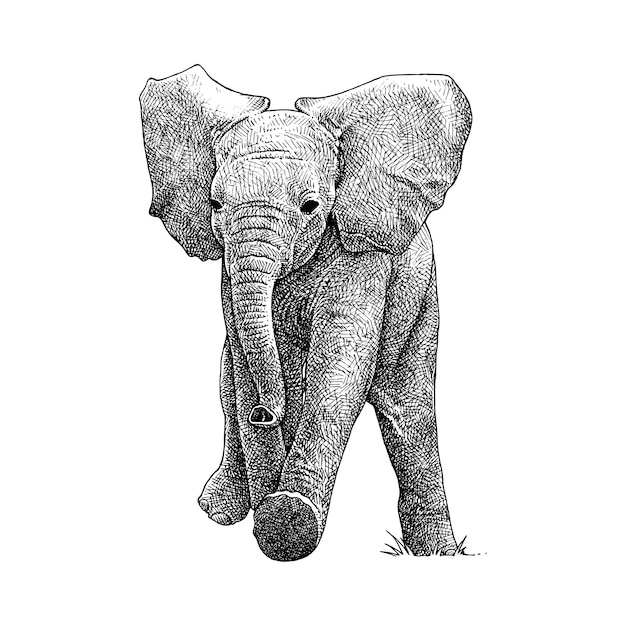 lindo, joven, elepnant, realista, ilustración