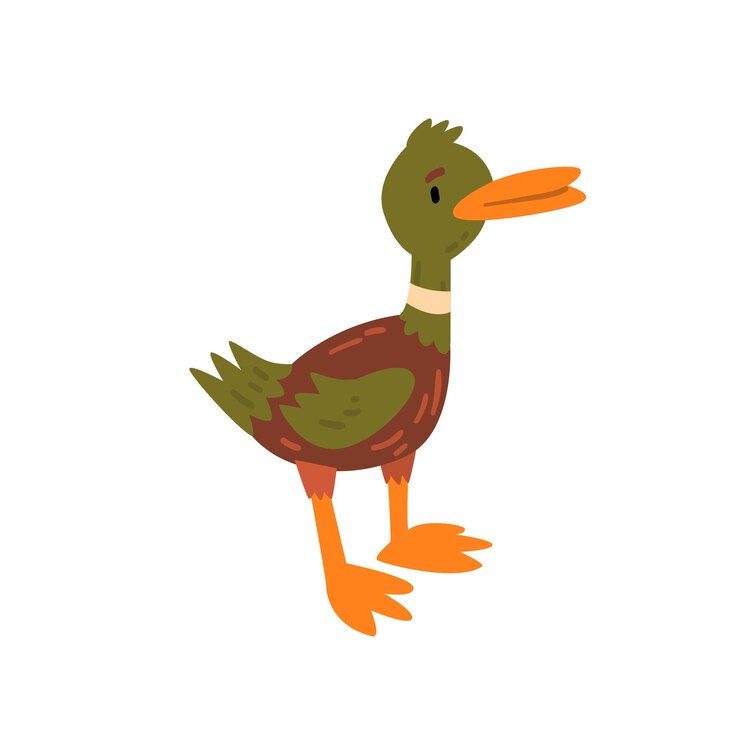 Vector lindo, macho, ánade real, patito, caricatura, carácter, posición, vector, ilustración, blanco, plano de fondo