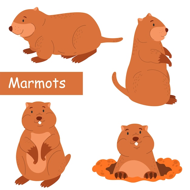 Lindo marmota Roedores Conjunto de personajes Ilustración vectorial de una marmota Para su diseño