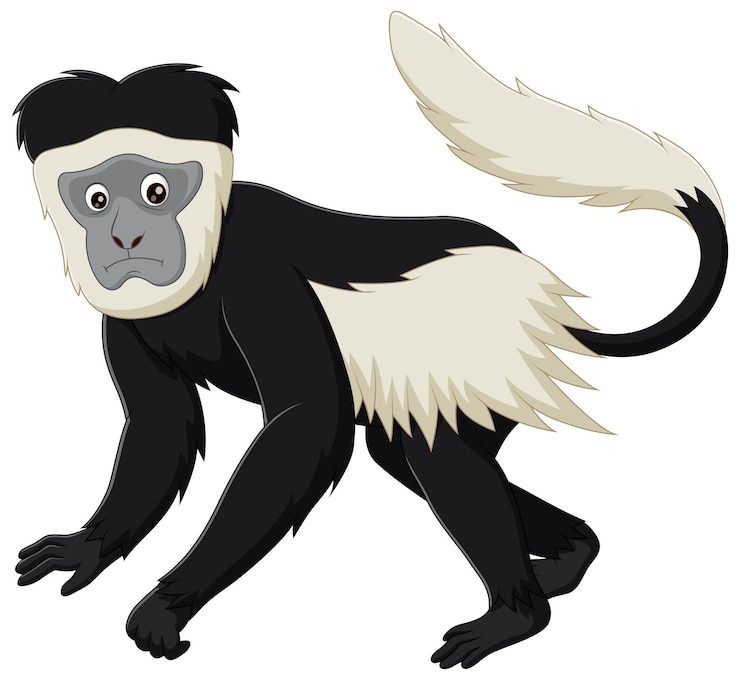 Vector lindo mono colobo dibujos animados aislado sobre fondo blanco ilustración vectorial