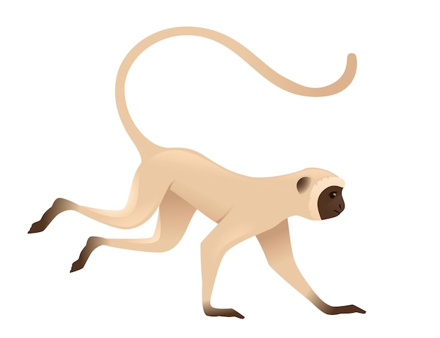 Lindo mono vervet corriendo mono beige con cara marrón dibujos animados animal diseño plano vector ilustración aislado sobre fondo blanco