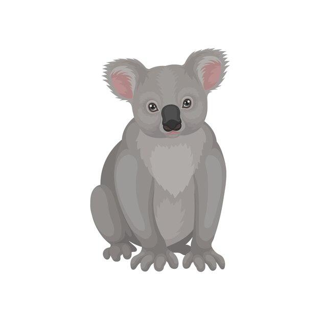 Lindo oso koala gris sentado aislado sobre un fondo blanco Animal marsupial australiano Criatura salvaje Tema de fauna Elemento gráfico para tarjeta postal o libro Ilustración vectorial detallada en estilo plano