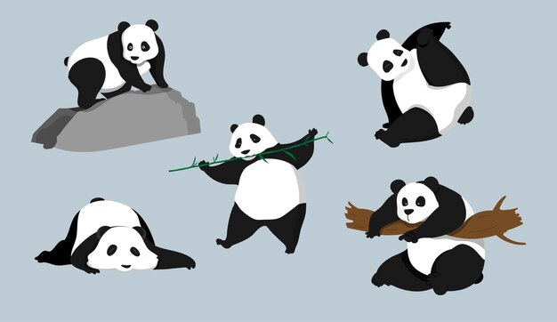 Vector lindo, panda, carácter, conjunto, vector, ilustración